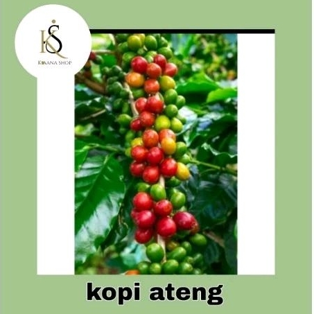 bibit tanaman kopi ateng/tanaman kopi ateng
