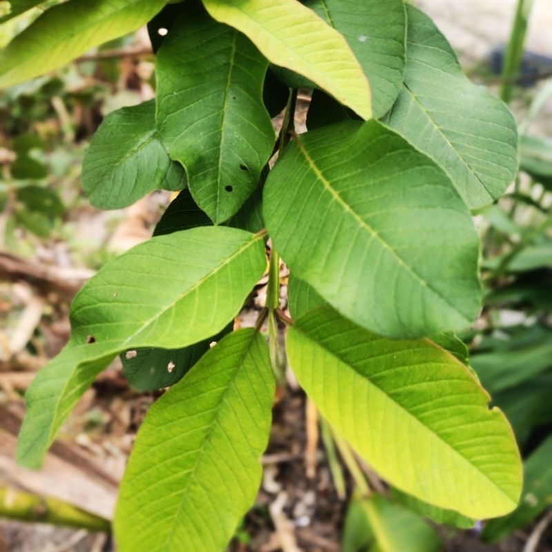 

Daun Jambu biji segar perbungkus 100 gram