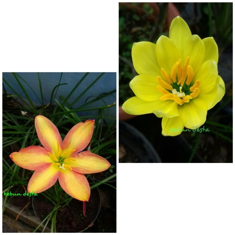 Paket hemat rain Llily crimson sunset dan rain lily kuning