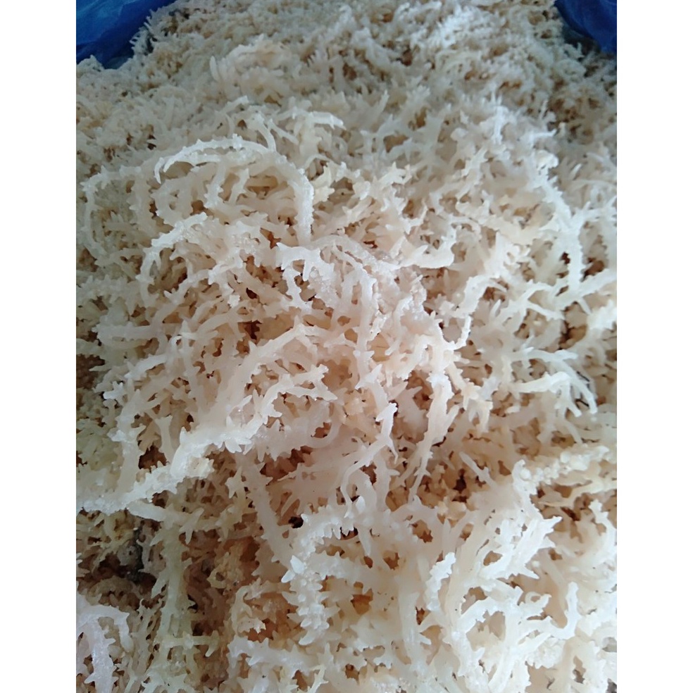 

KODE K6Q Rumput laut kering normal buat minuman 5g