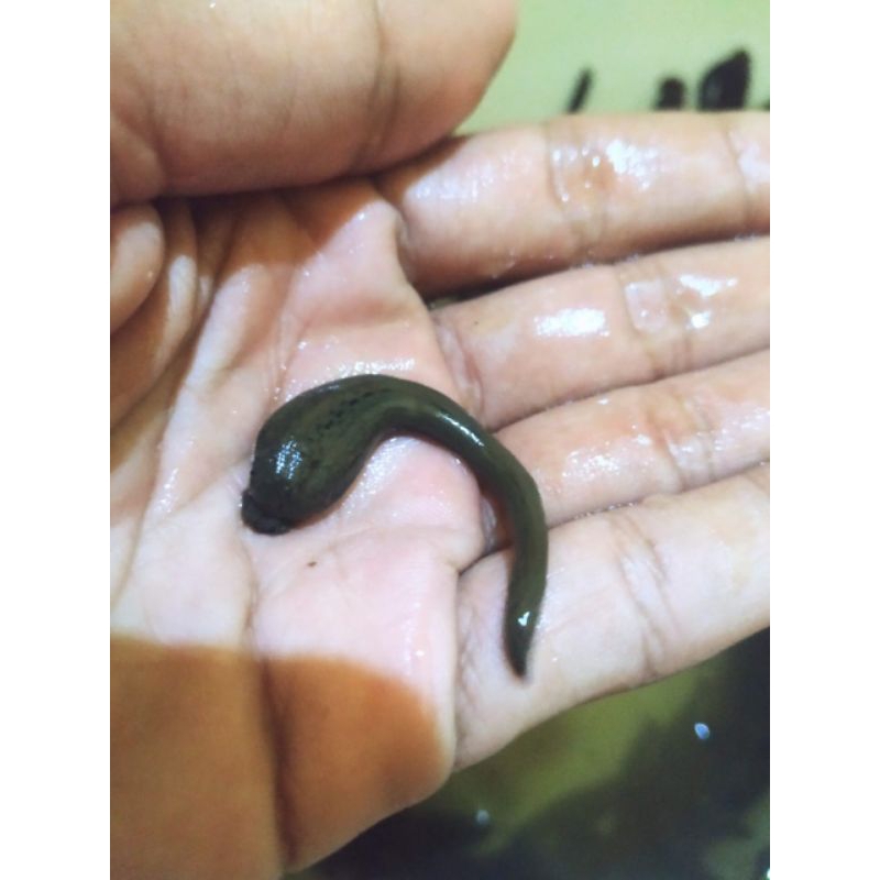 lintah  terapi size mild lintah terapi sterilkan