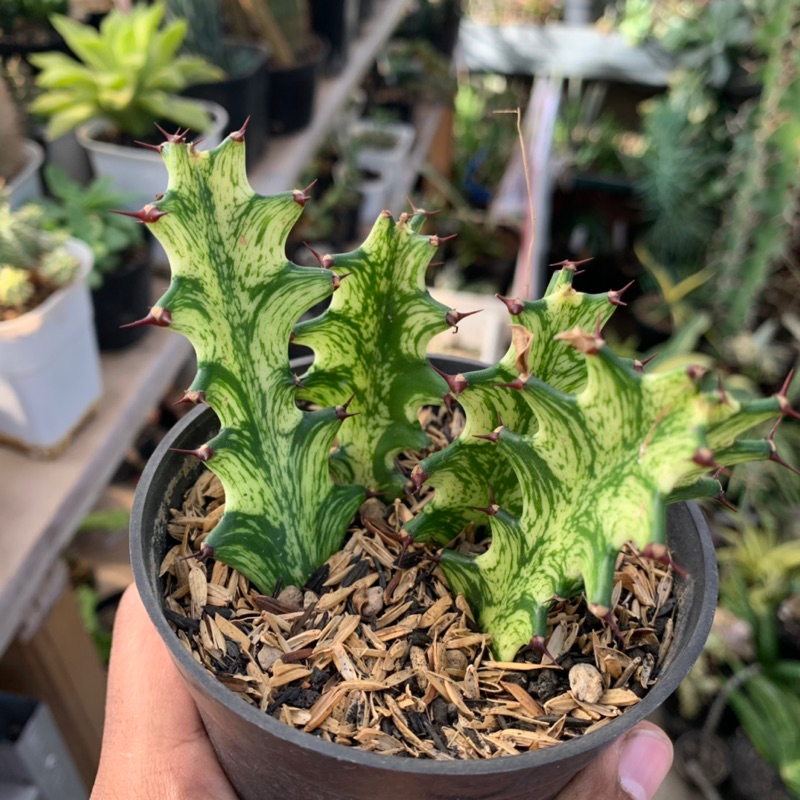 Euphorbia varigata isi