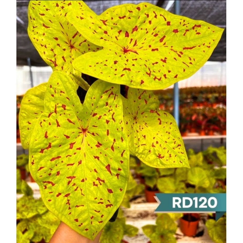 Caladium Thai Beauty Sparkle 1-3 Daun Tanaman Keladi Hias Murah Impor Thailand Import BUKAN bonggol 