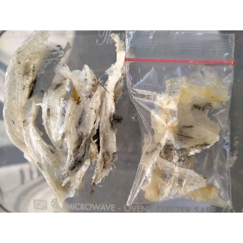 

Sarang Walet Patah/Kakian