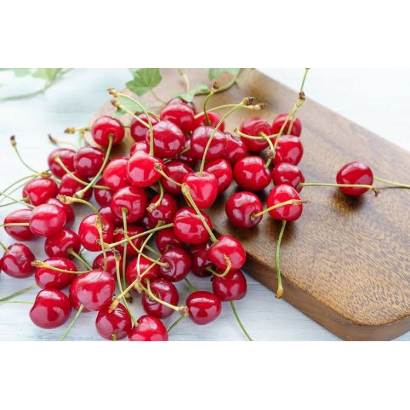 BIBIT CHERRY JEPANG HASIL CANGKOK SUDAH BERBUAH