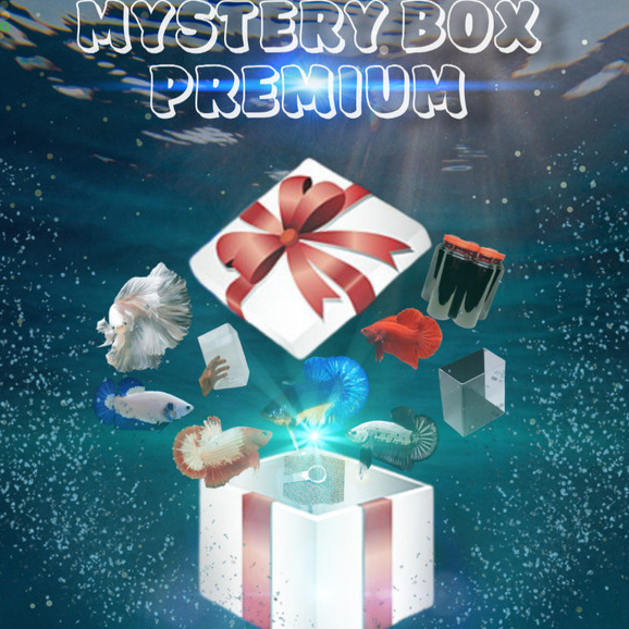 MYSTERY BOX IKAN CUPANG DAN PERLENGKAPAN PREMIUM