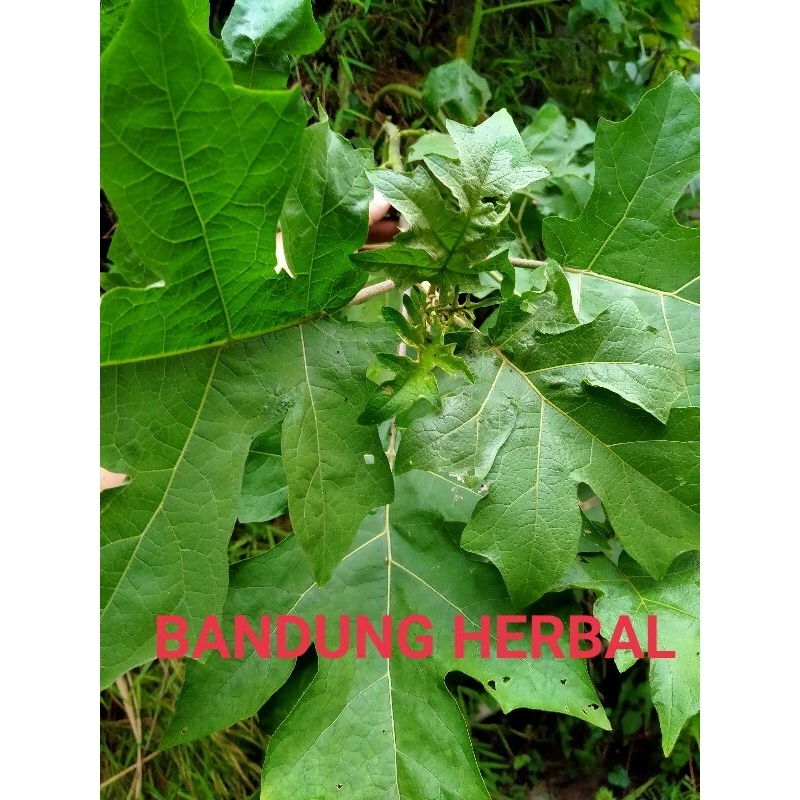 

daun cepokak takokak segar obat herbal 500grm langsung petik