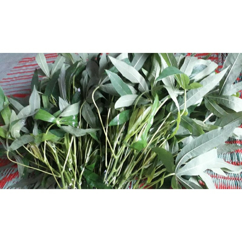 daun ubi, daun singkong,bibit singkong,bibitsayur singkong,daun,singkong,ubi kayu,bibit,ubikayu