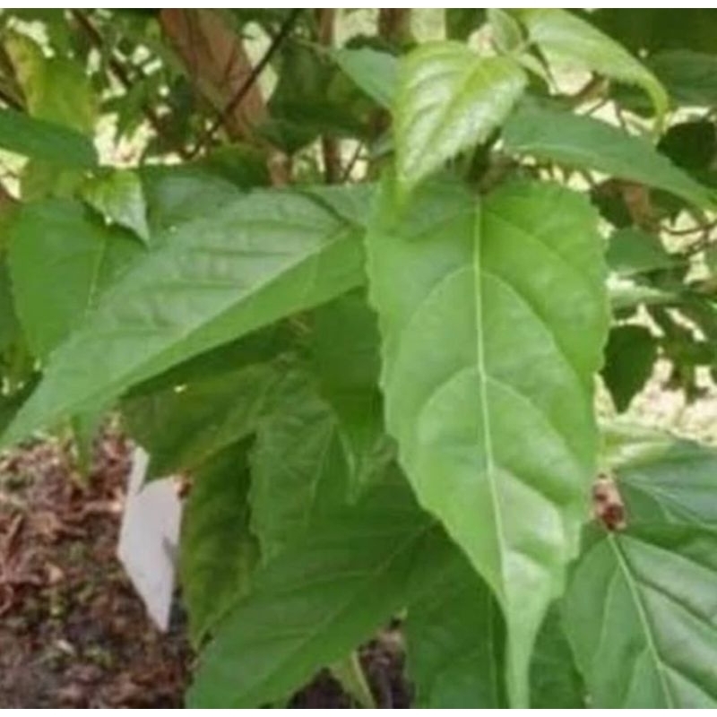 

DAUN SINGKIL MUDA 250G