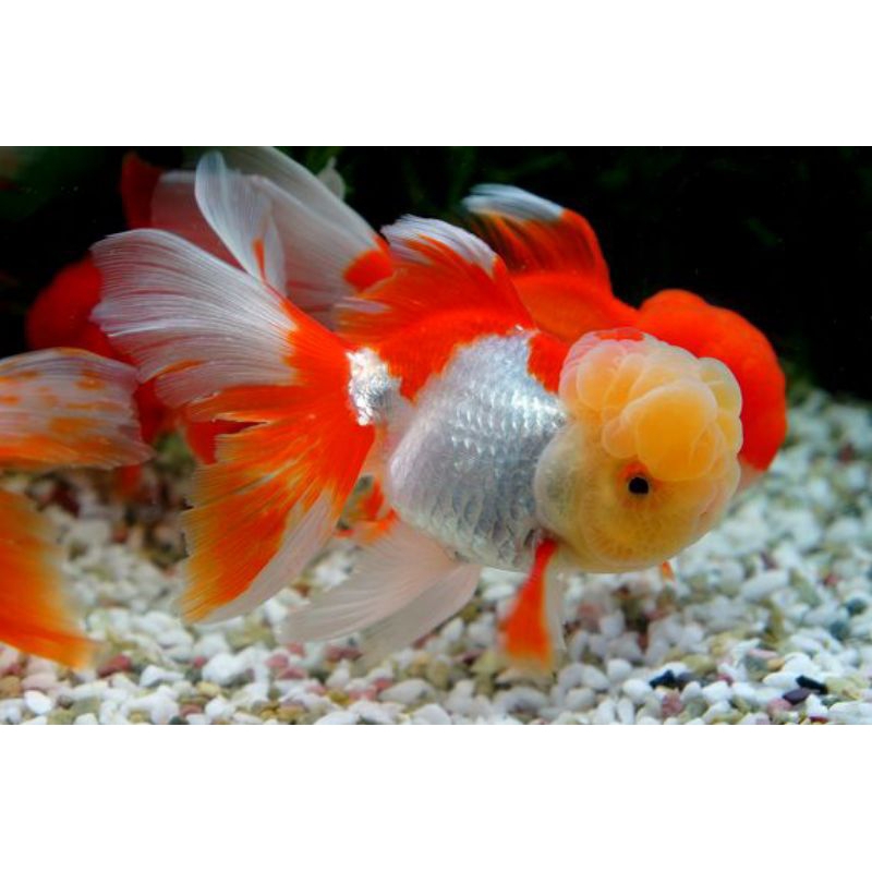 koki oranda merah putih strong