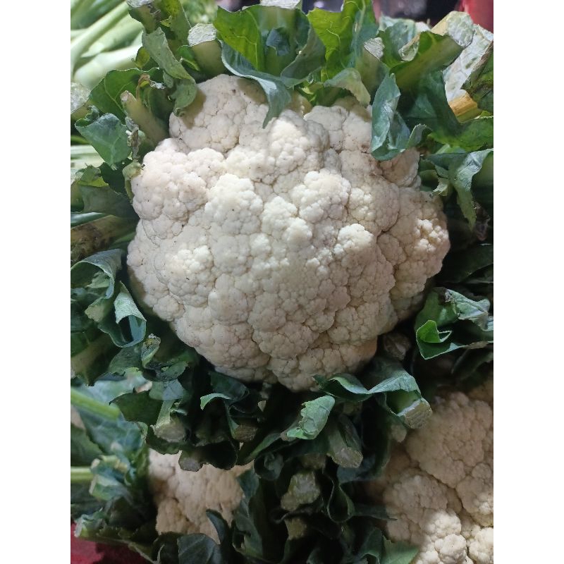 

KEMBANG KOL/BURKOL FRESH