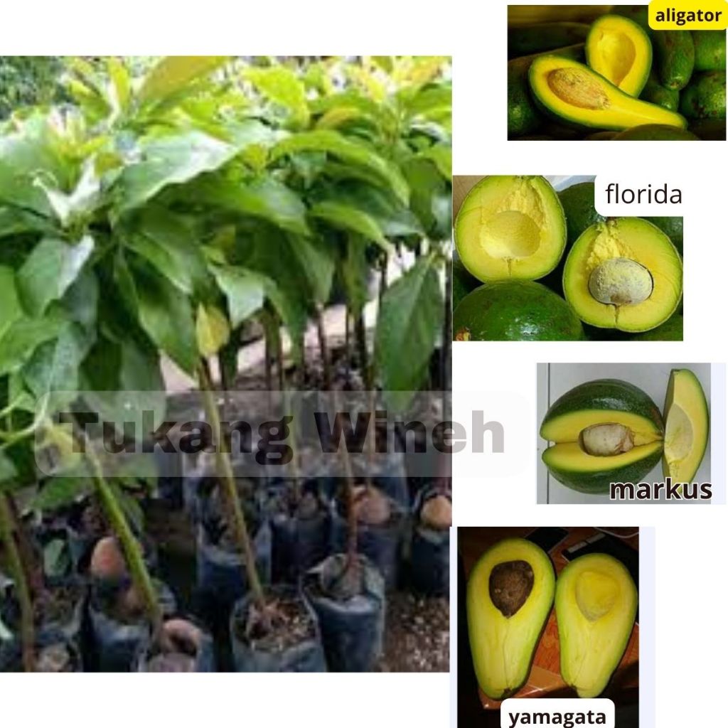 Paket Hemat 4 Bibit Alpukat Jumbo{Aligator,Markus, Florida, Yamagata)