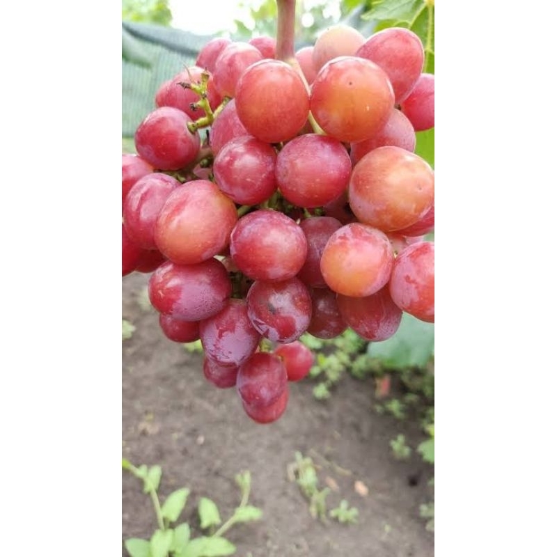 

anggur import konfetka