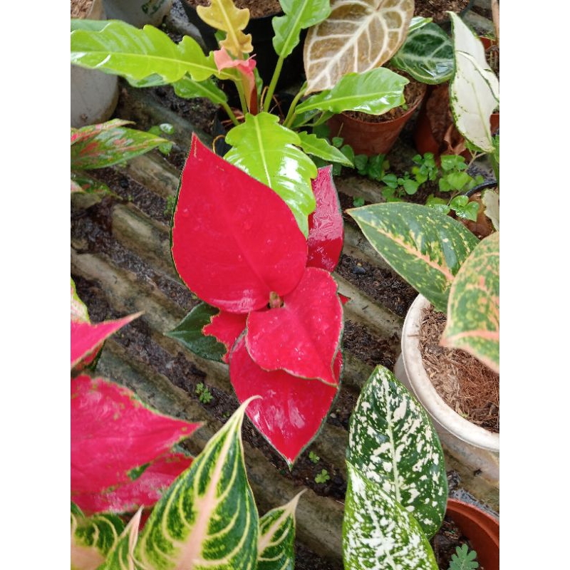 paket aglonema merah