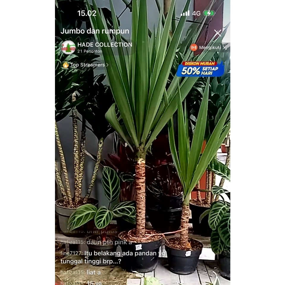 tanaman hias pandan yucca medium