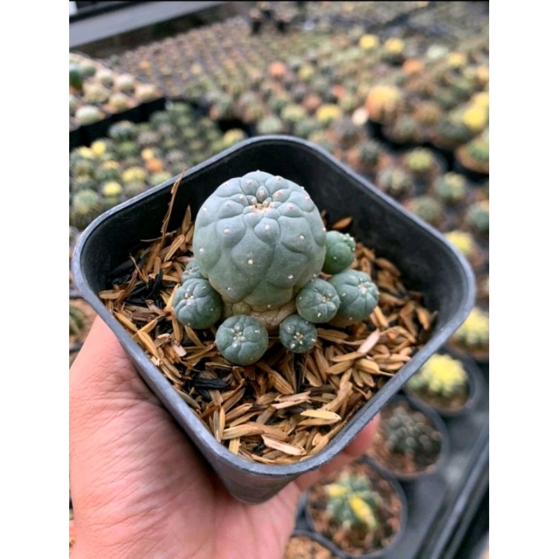 lophophora fricii