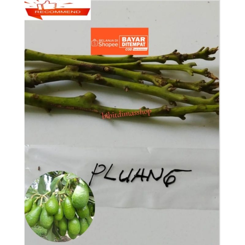 Entres alpukat jenis pluang super