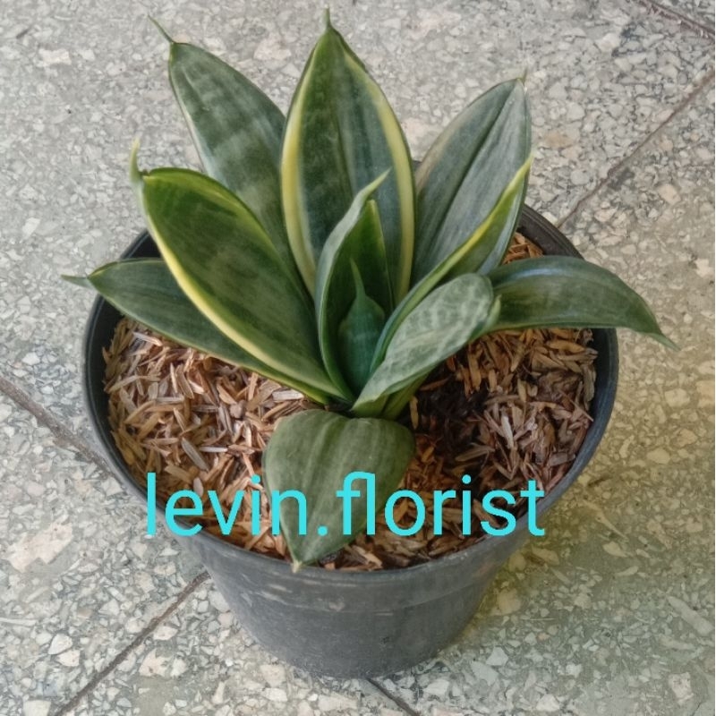 Sansevieria silver frost / sansivera sansivieria lidah mertua bibit tanaman hias bunga pembersih uda