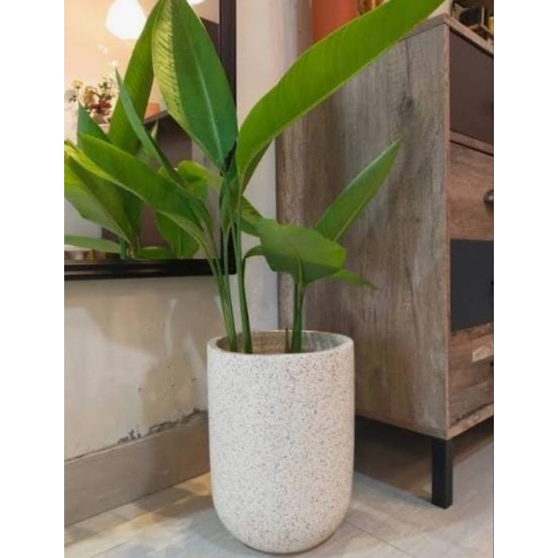 POT BUNGA PUTIH POT BUNGA TERAZZO POT BONSAI POT BUNGA BANDUNG POT BUNGA CANTIK POT BUNGA PUTIH POT 