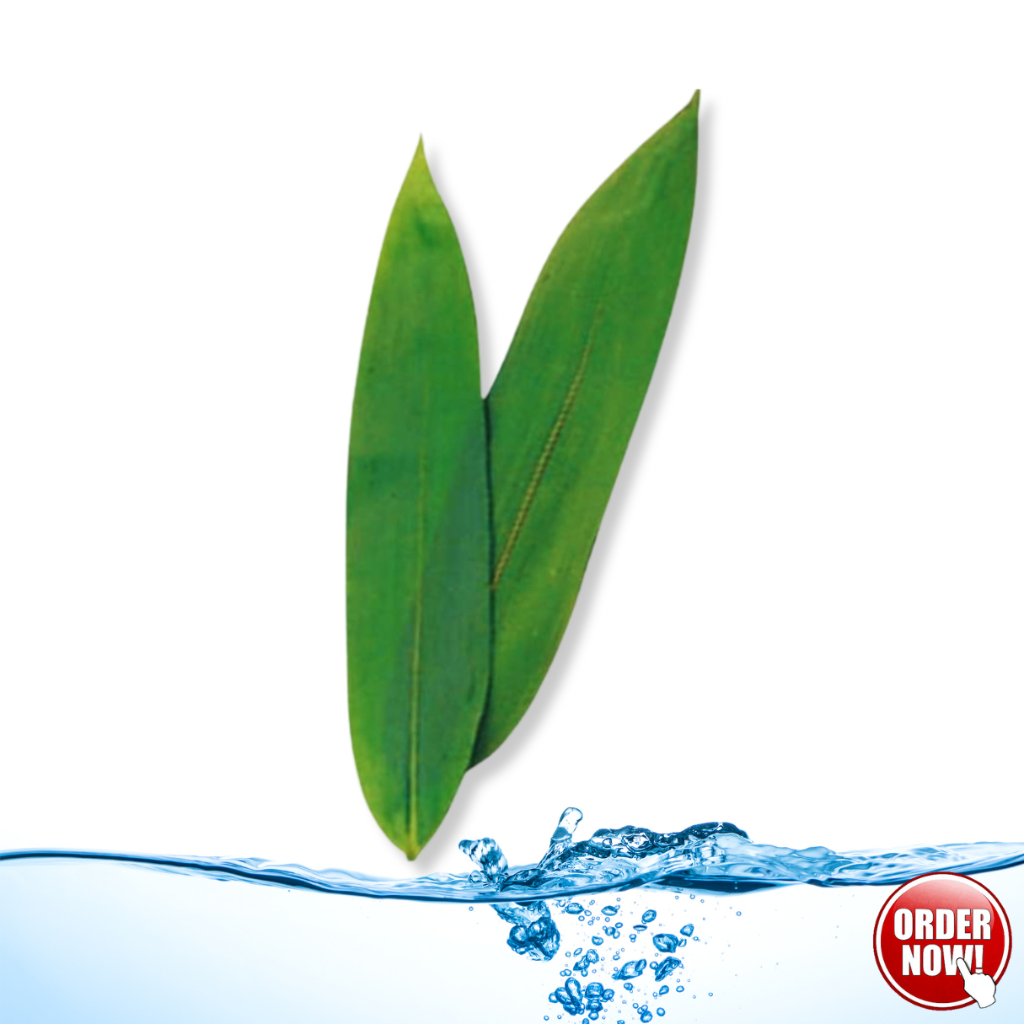 

Daun Bambu Lebar dan Panjang Bungkus Makanan BakCang KweCang Ketupat Sumpil