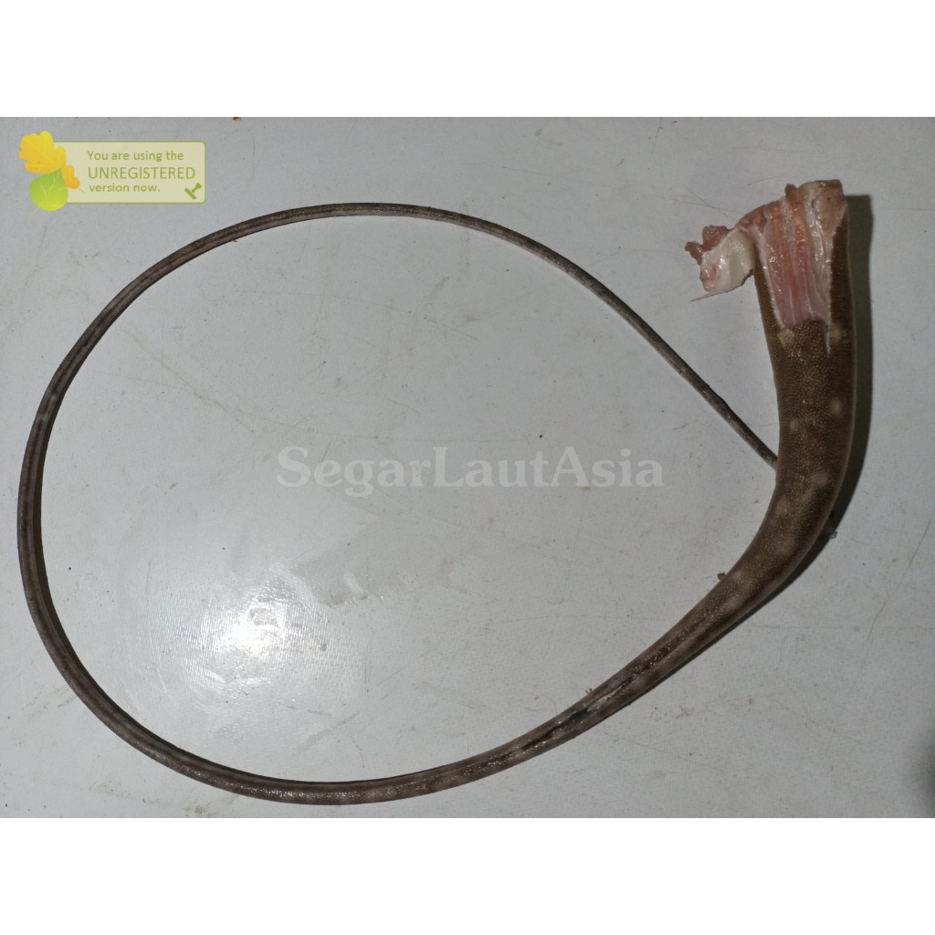 

Buntut Ikan Parie Ekor Ikan Parii 1Pcs