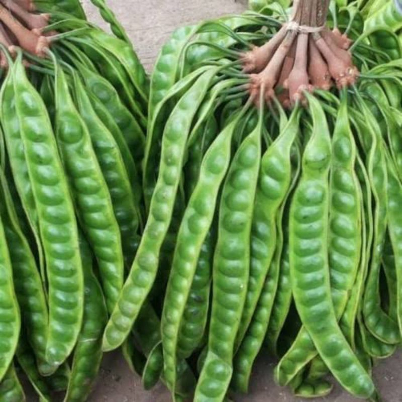 

Pete 10 papan Petai 10 pcs