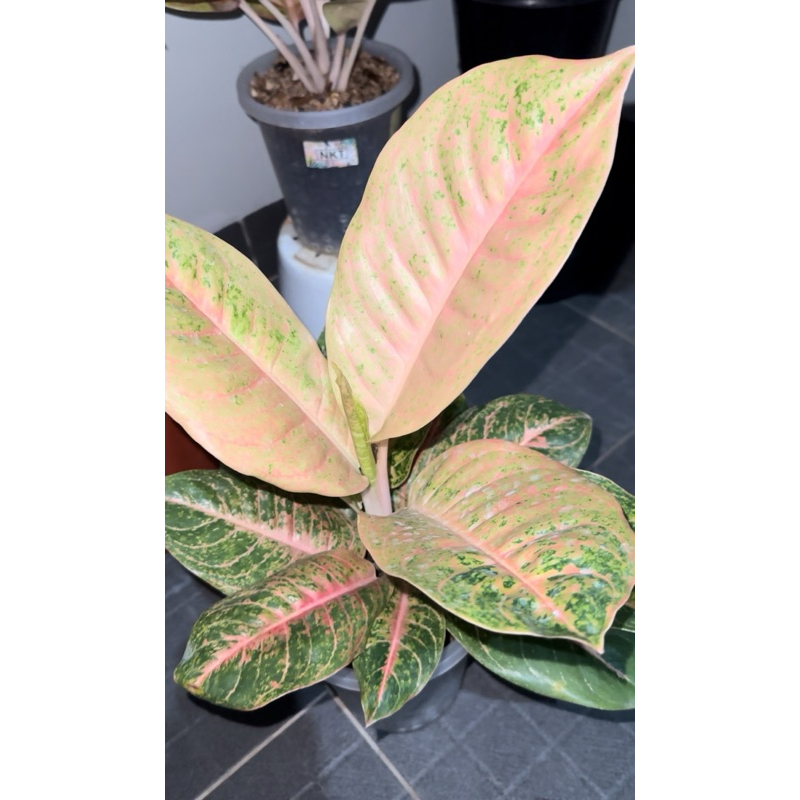 Aglonema Harley Queen