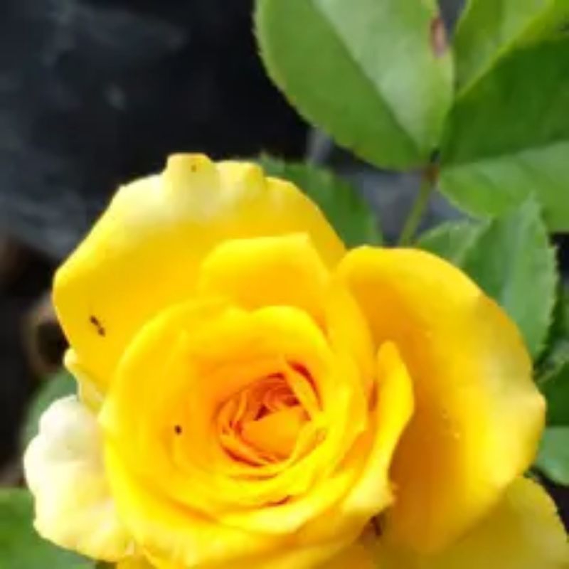 Mawar FLORIBUNDA KUNING