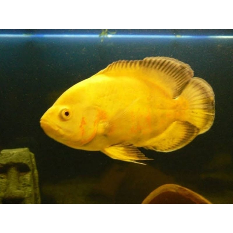 TERMURAAH HIASAN AQUARIUM PREDATOR OSCAR BLACK TIGER DAN OSCAR ALBINO