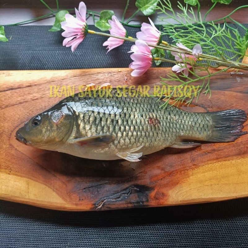 

Ikan Emas Segar 1 Kg