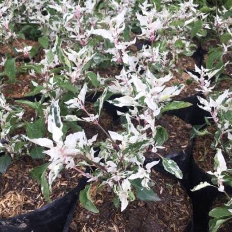 Tanaman hias pohon putri salju pohon anting putri