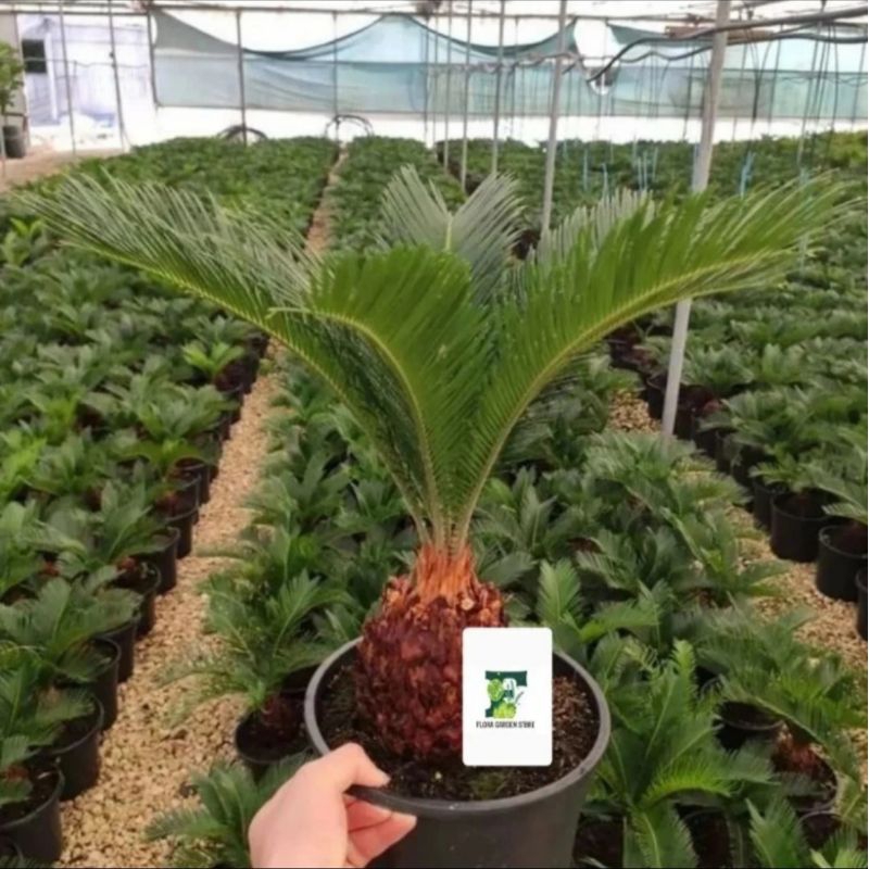 Tanaman Hias Sikas - Sikas Tanaman