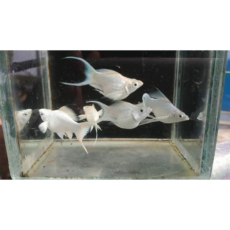 MOLLY PLATINUM LYRETAIL ISI 20 SIZE 3 CM