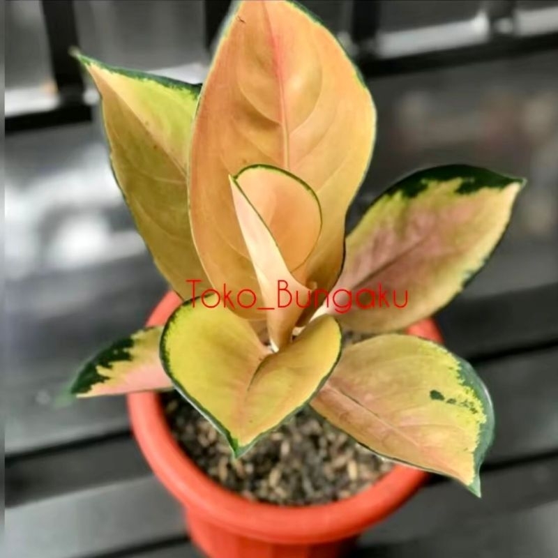 Aglonema Sultan brunei remaja - tanaman hias hidup - bunga hidup - bunga aglonema - aglaonema merah 