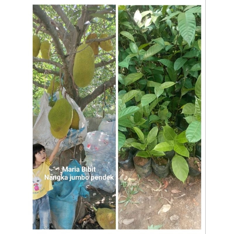 Bibit Nangka Jumbo