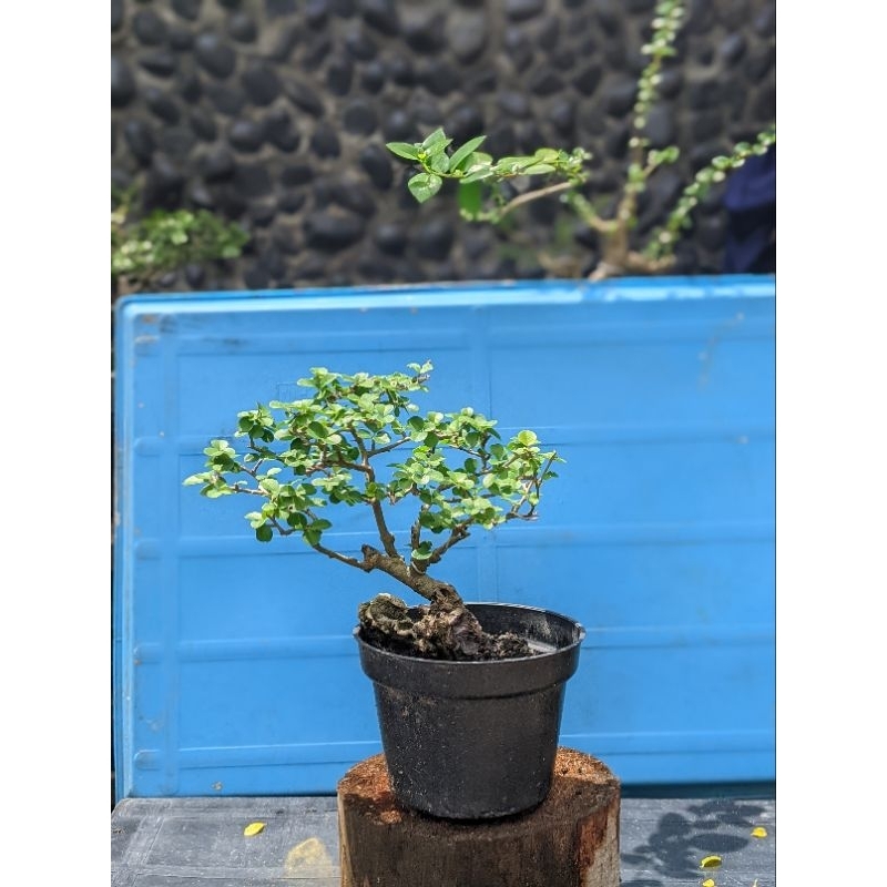 Bonsai Sisiran Mame MURAH