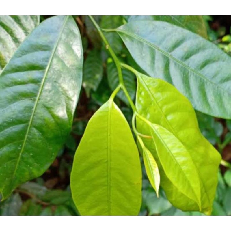 

daun pala segar pres