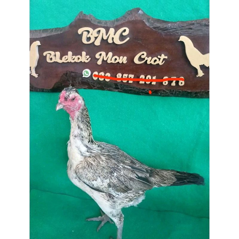 Ayam pama iQ ayam birma iQ. jual telur ayam fertil.ayam pama anti tempel geser tembak ayam pukul bom