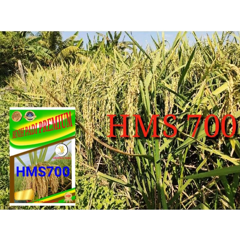 BENIH PADI  HMS 700 kemasan 1 kg