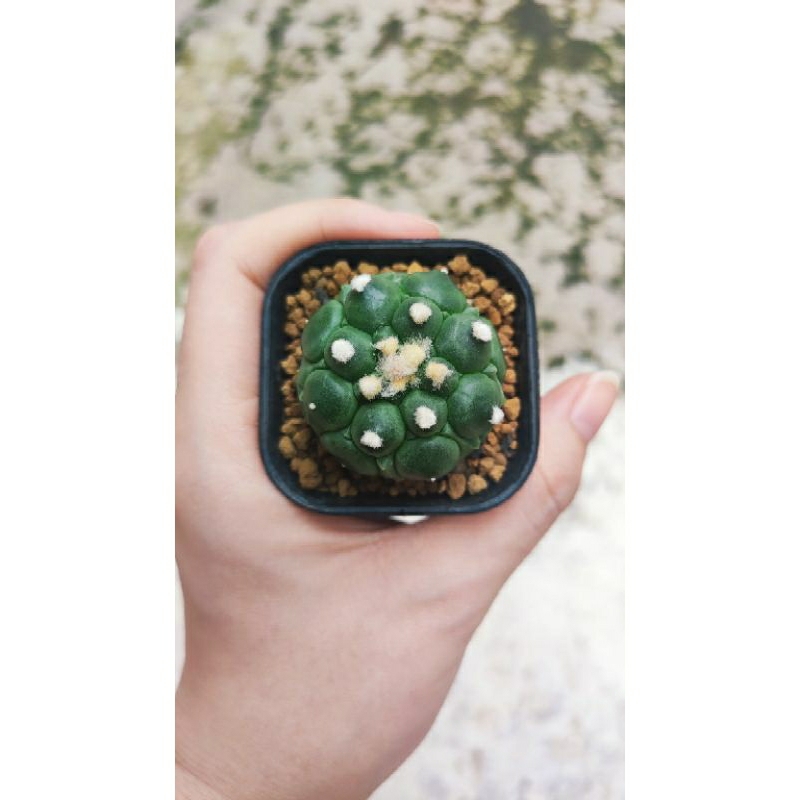 Kaktus Astrophytum Kikko Durian AKD1