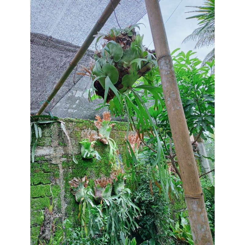 tanduk rusa / simbar