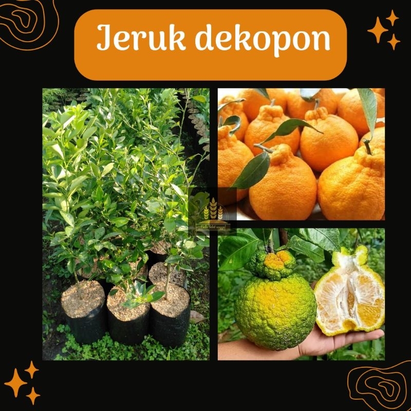 Bibit buah jeruk dekopon • Bibit jeruk dekopon Bella bibit
