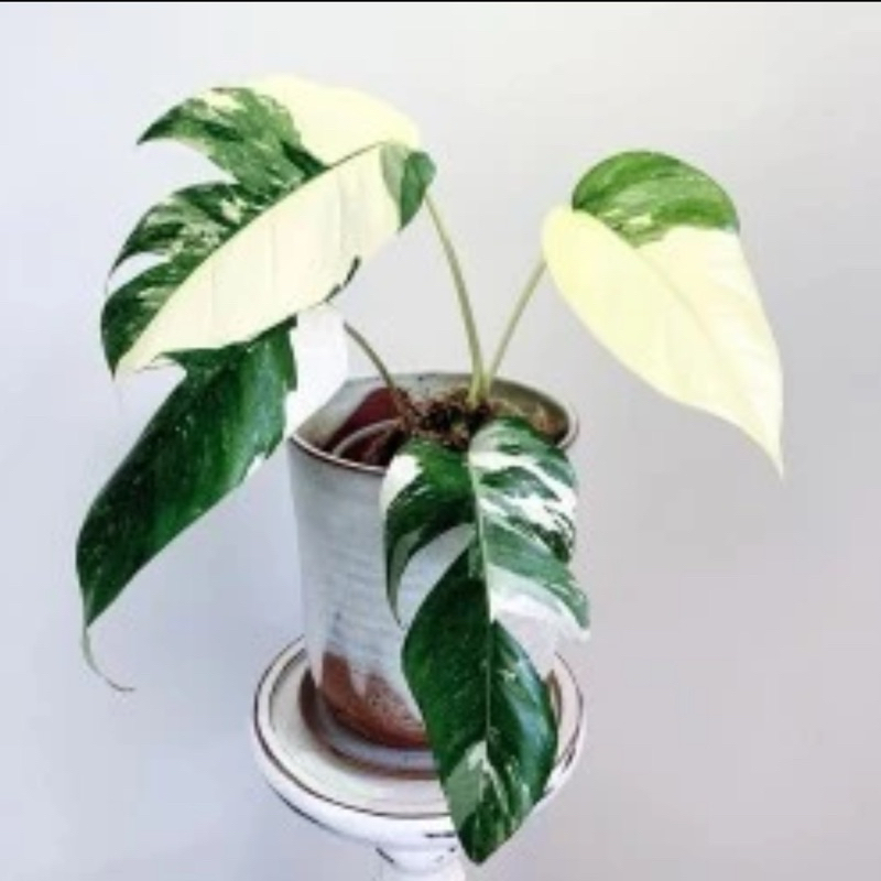 Tanaman hias Epipremnum Pinnatum Varigata - Epipremnum Varigata