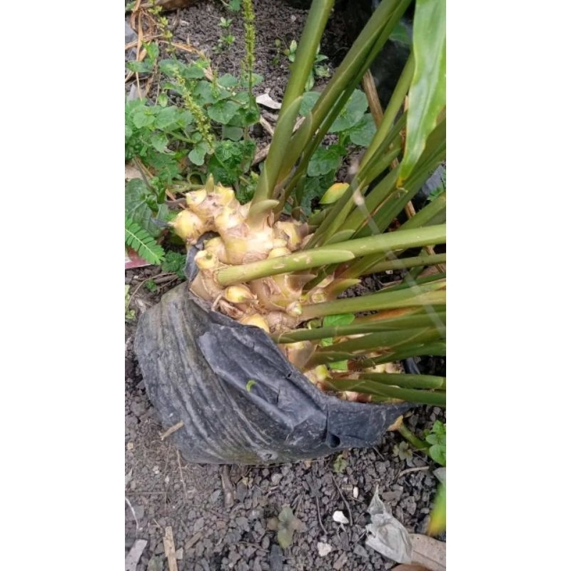 

JAHE EMPRIT ORGANIK 1KG JAHE PUTIH