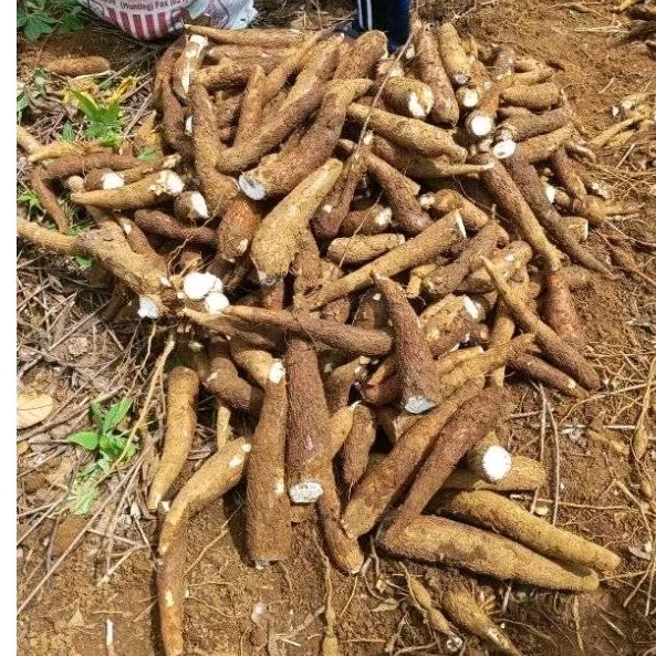 

Singkong berat 1Kg harga promo