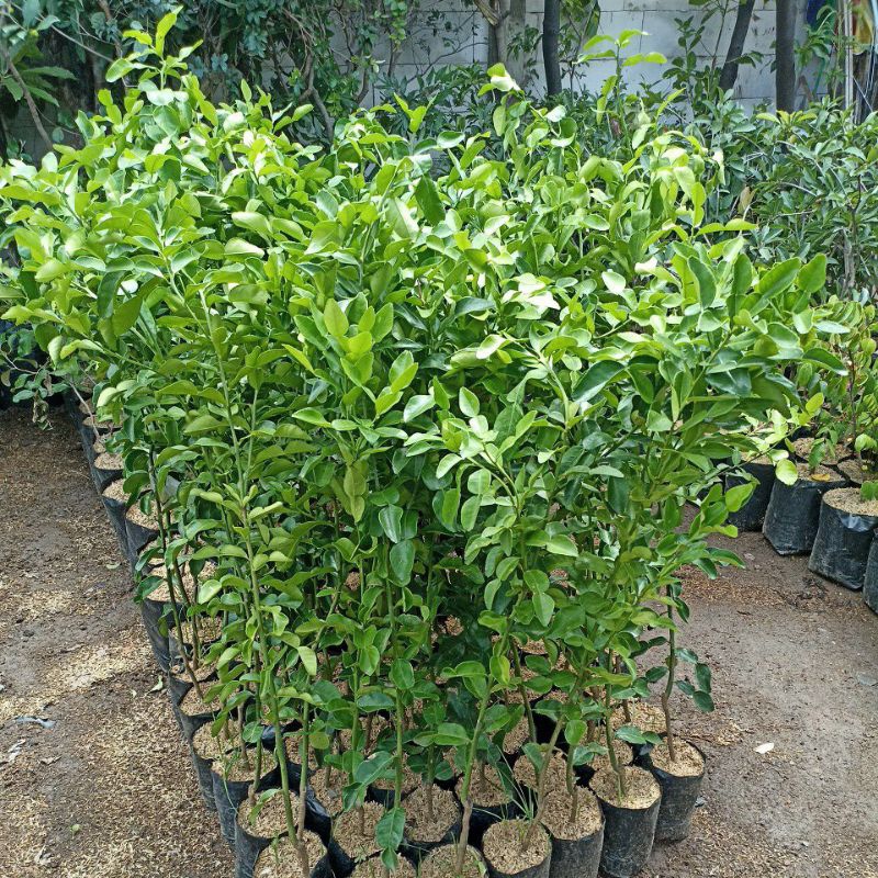 Bibit jeruk purut tinggi 1 meter