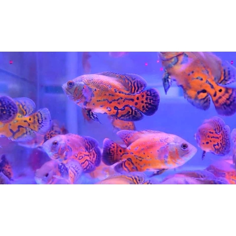 Oscar Nemo Black/Leopard