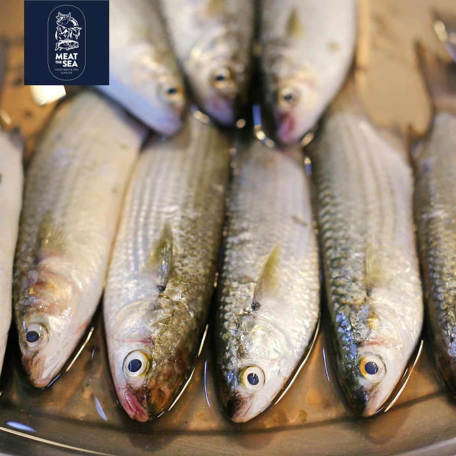 

Ikan Belanak ● Fresh Frozen - DIBERSIHKAN