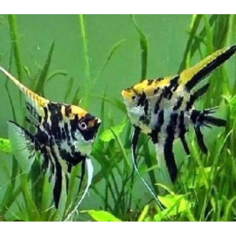Ikan Manfish Tricolor/Angel fish/Ikan Hias Aquascape/Air Tawar
