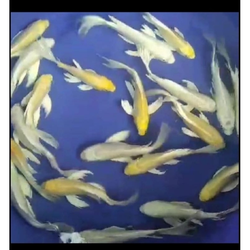 Ikan koi platinum slayer 17-20cm paket 4 ekor